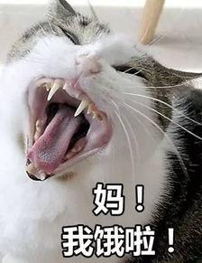 修炼绝世武功表情包,笑破江湖，一招一式皆成经典